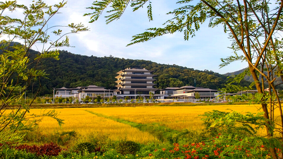 Rice paddies turn golden in front of Guangzhou's National Archives