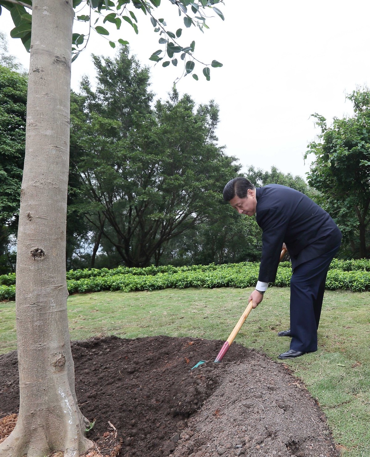 2012年12月8日，习近平在广东深圳莲花山公园种下一棵高山榕树。