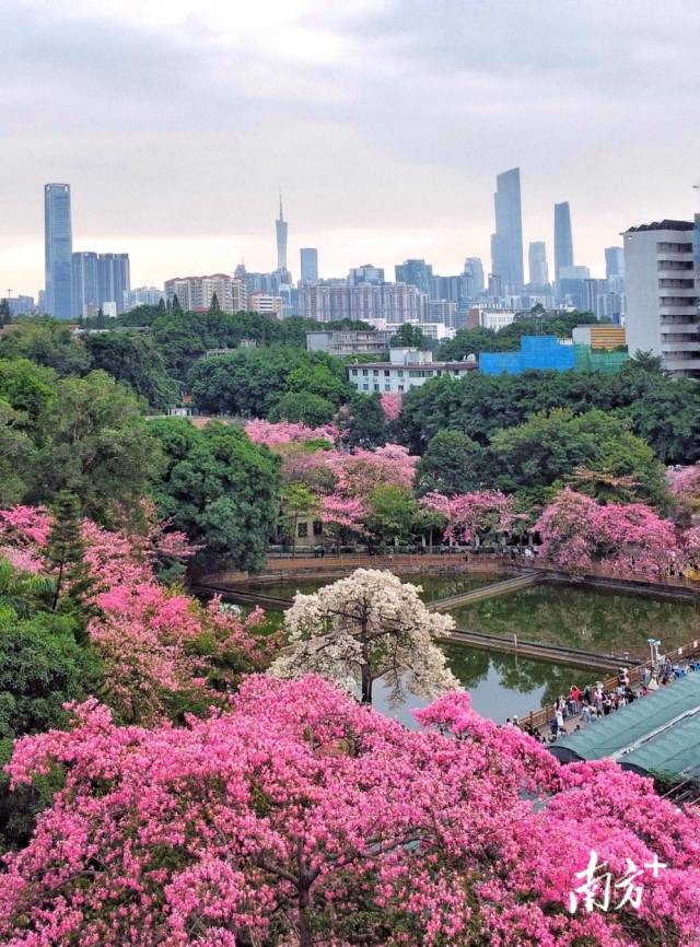 去年11月，华南师范大学校园内异木棉盛放，吸引众多市民群众前来赏花拍照。南方+拍客 孙继武 摄