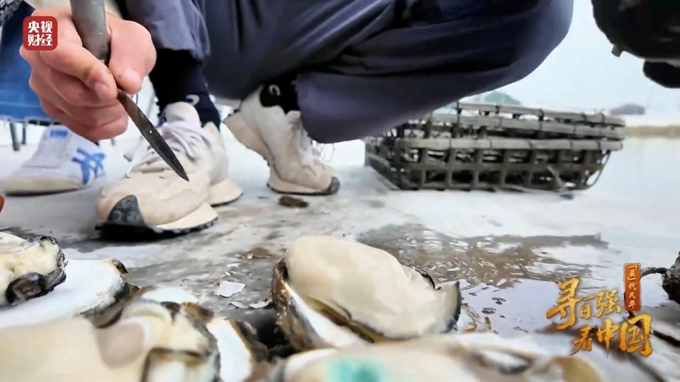 广东最“蚝”的地方在这里 晨洲蚝年产值超6亿元