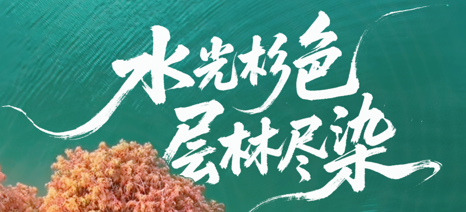 Weekly Highlights | Early winter splendor in Guangdong's bald cypress forests