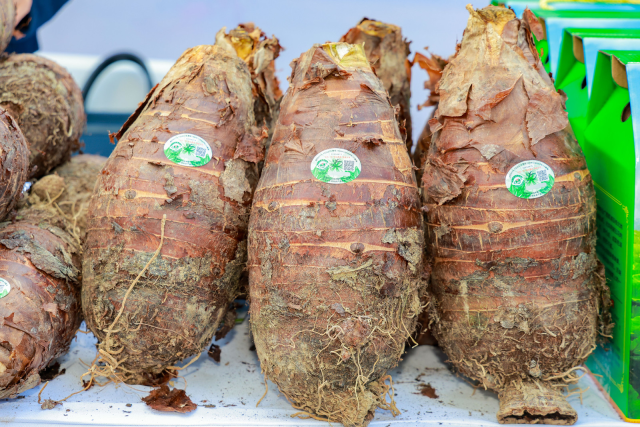 每一个荔浦芋都带有防伪标签。 每一个荔浦芋都带有防伪标签。