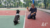 如何培养天性活泼的小狗成为专业警犬?奋斗一线30余年他得出经验 如何培养天性活泼的小狗成为专业警犬?奋斗一线30余年他得出经验
