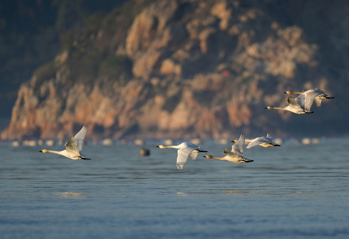 一群天鹅飞过闽江河口湿地上空（2023年1月31日摄）。新华社记者 魏培全 摄