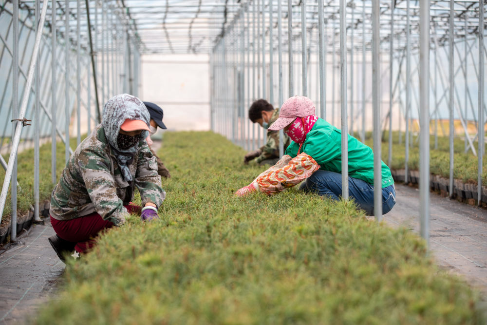 在黑龙江伊春森工集团红松种苗繁育基地，工作人员在养护轻基质红松苗（2023年5月20日摄）。新华社记者 张涛 摄