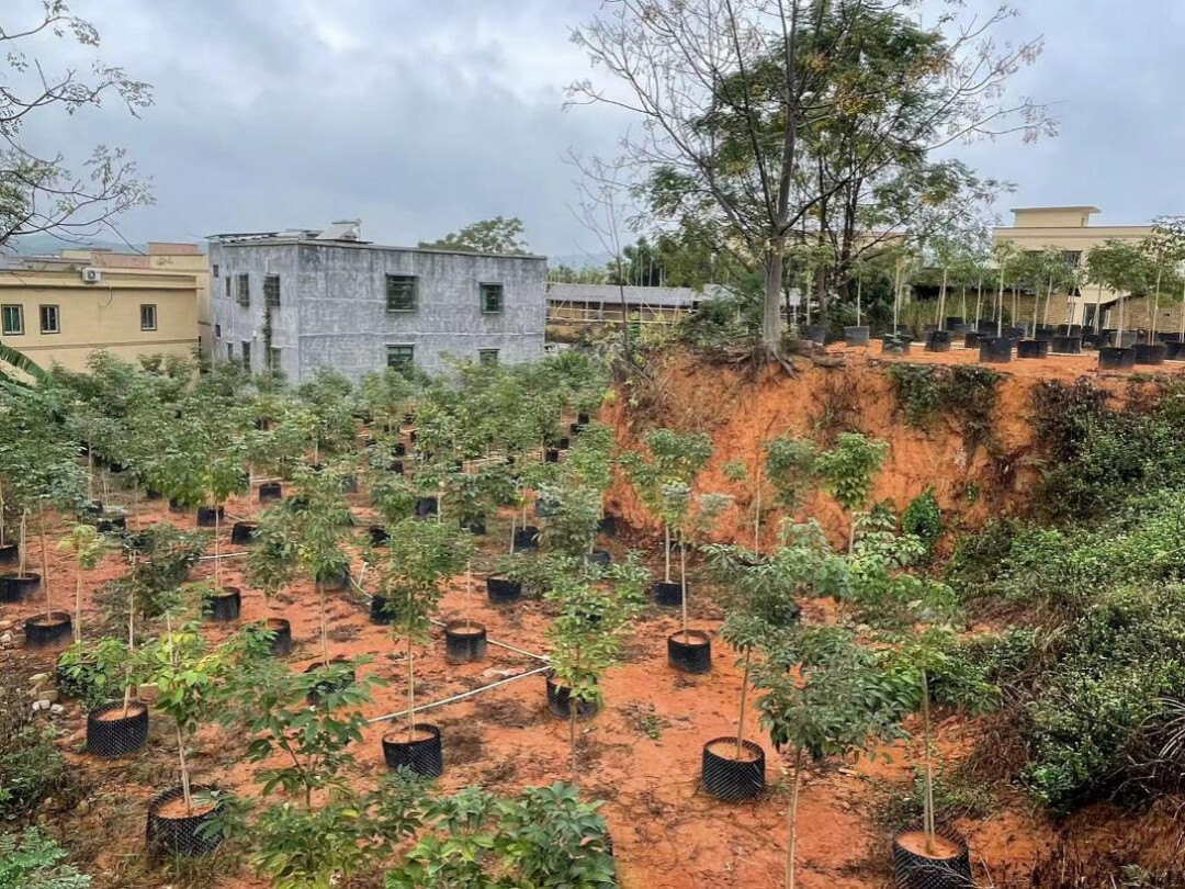 金装镇村前屋后刚种下不久的苗木。受访者供图