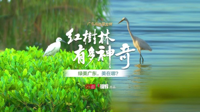 “国宝”红树林，有多神奇？