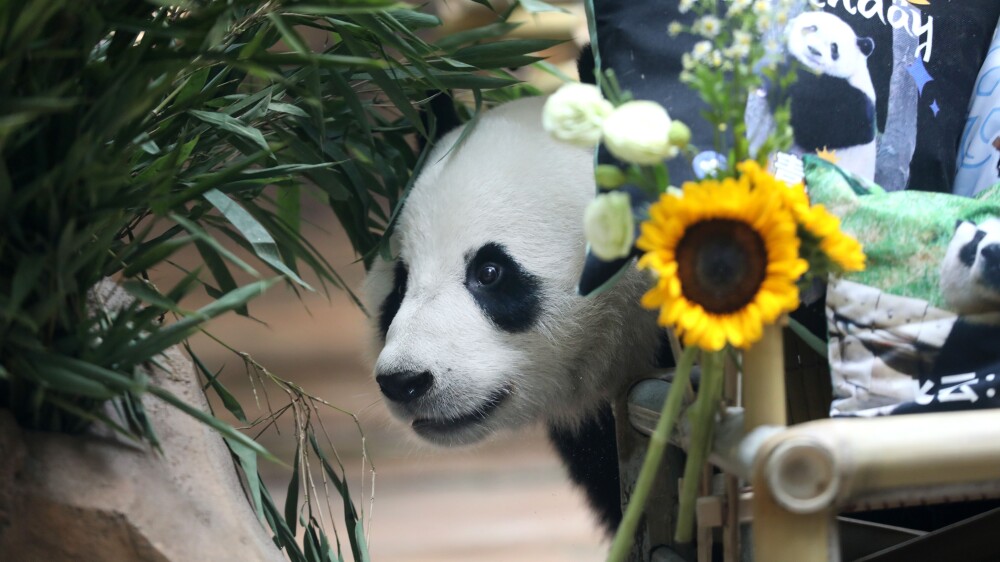 Live | Panda daily life