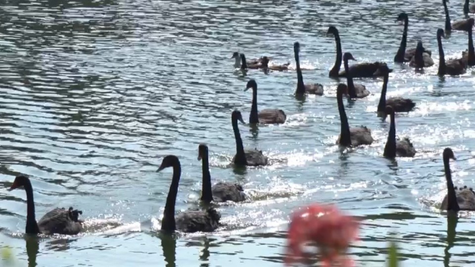 ​​Guangzhou Zoo vaccinates hundreds of birds and conducts health check-ups