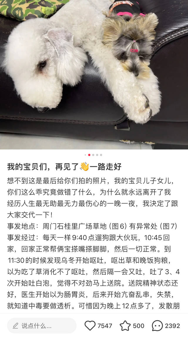 　　另一名荔湾狗主人发布的宠物狗相关信息