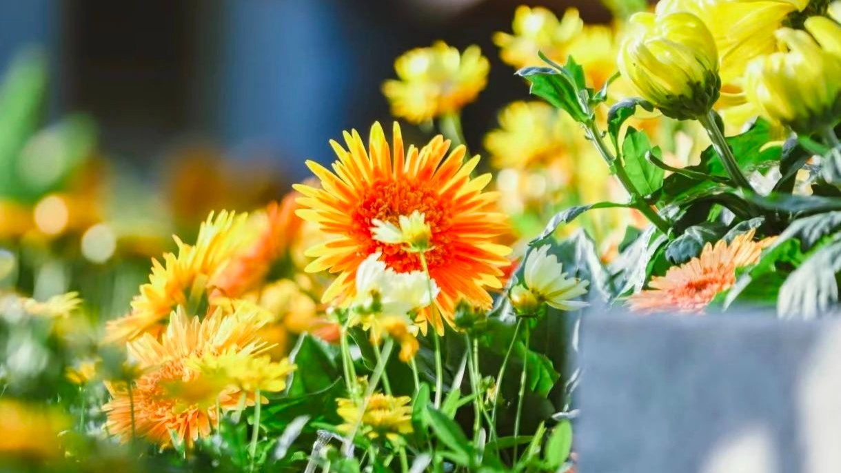 Discover a chrysanthemum wonderland in urban Guangzhou