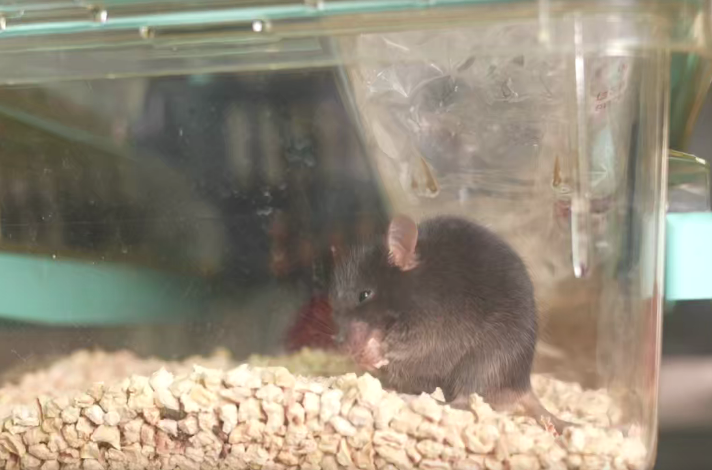 图为参与此次实验的小鼠之一。（中国科学院空间应用工程与技术中心提供）