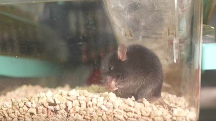 中国空间站“动物航天员”队伍上新！它们肩负什么重任？