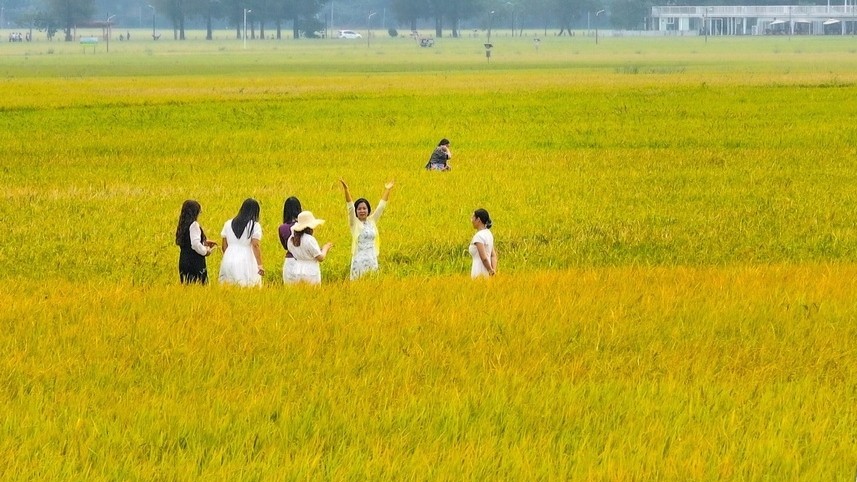 In pics | Golden fields of autumn in Zhongshan's Yakou Village