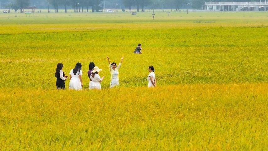 In pics | Golden fields of autumn in Zhongshan's Yakou Village