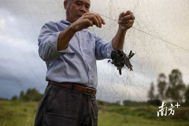 在与纪家镇交界的遂溪县乐民镇埠头村，陈景救助一只被鸟网缠住的黑卷尾。
