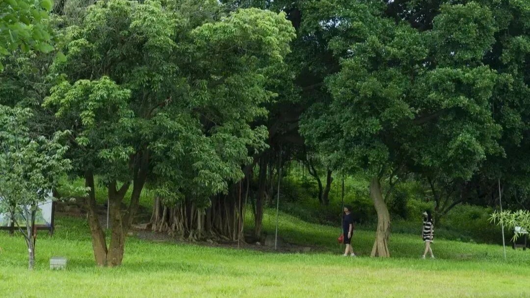 Luotian Forest Park: A premier forest escape