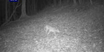 Rare leopard cat appears in Guangdong Rare leopard cat appears in Guangdong