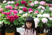 春节期间，华南植物园集齐九大色系牡丹召唤“瑞兽”