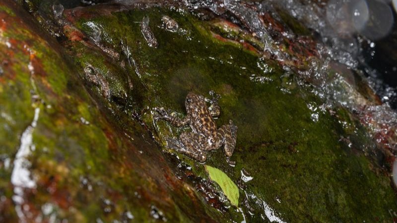 New species of torrent frog discovered in Guangdong