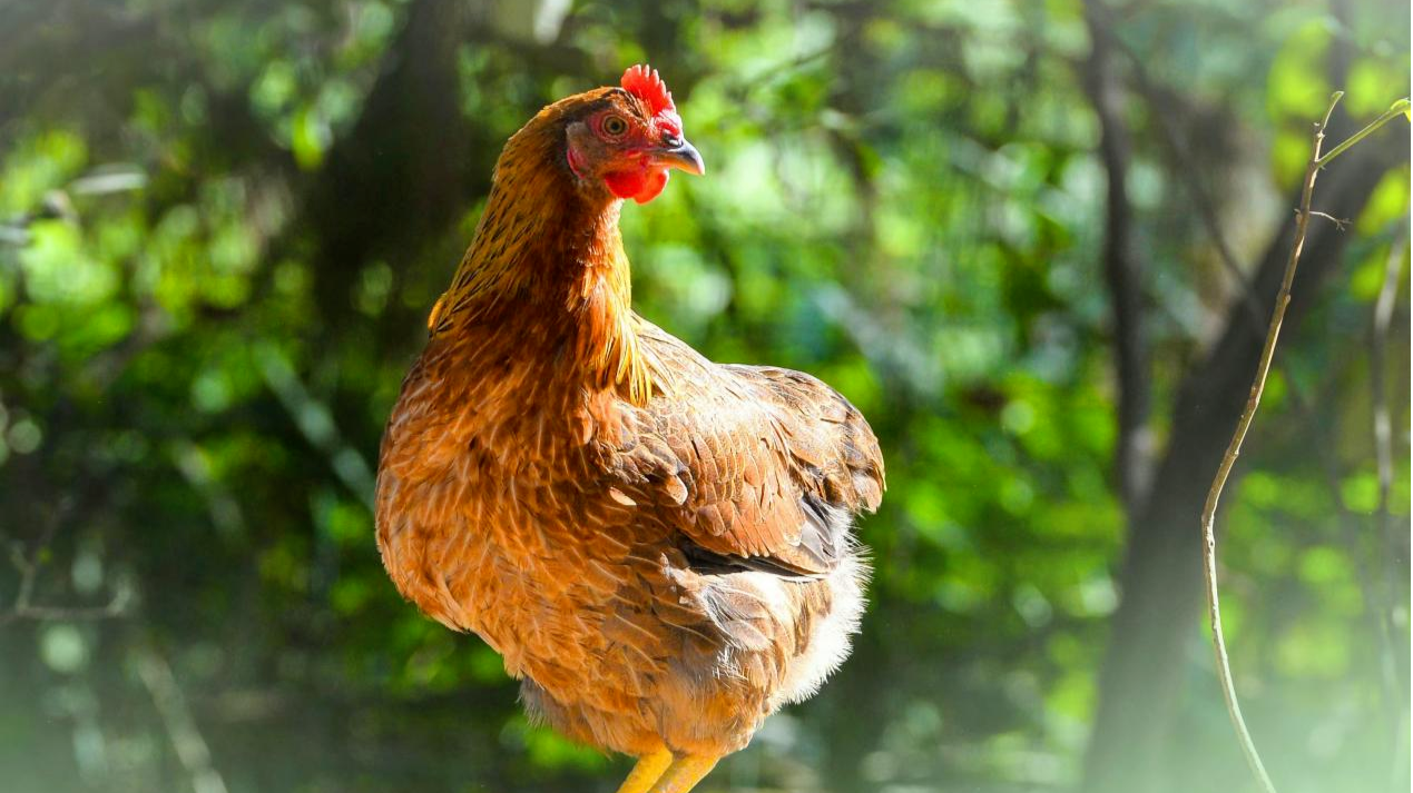 Seed innovation boosts Qingyuan's billion-yuan agricultural sector