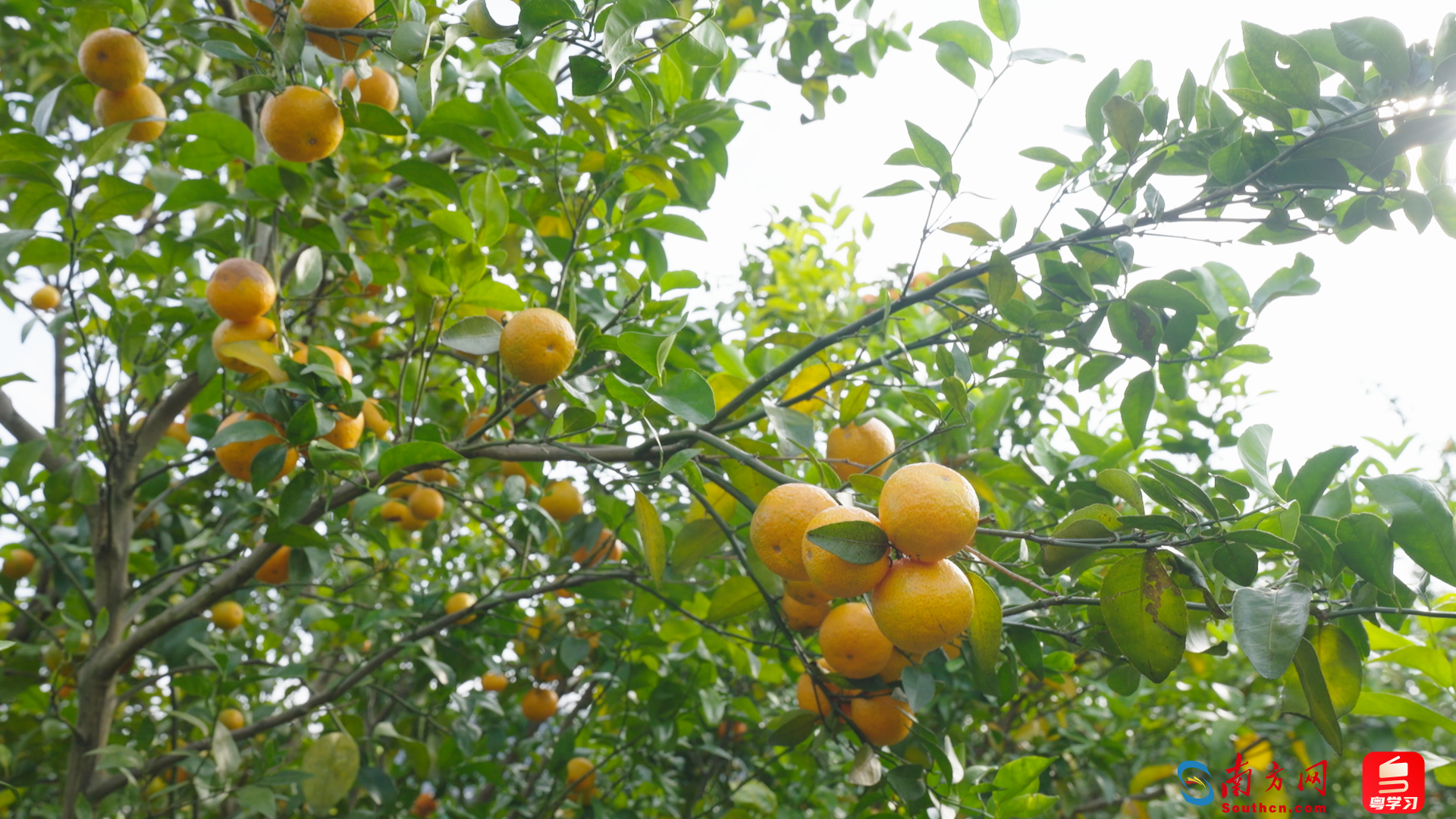 正值收获季的连州砂糖橘