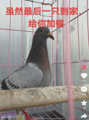 截图自抖音网友