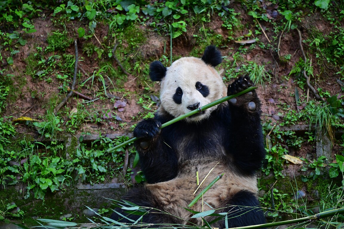 大熊猫“云川”