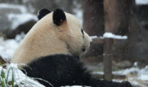 中美将开启新一轮大熊猫保护合作