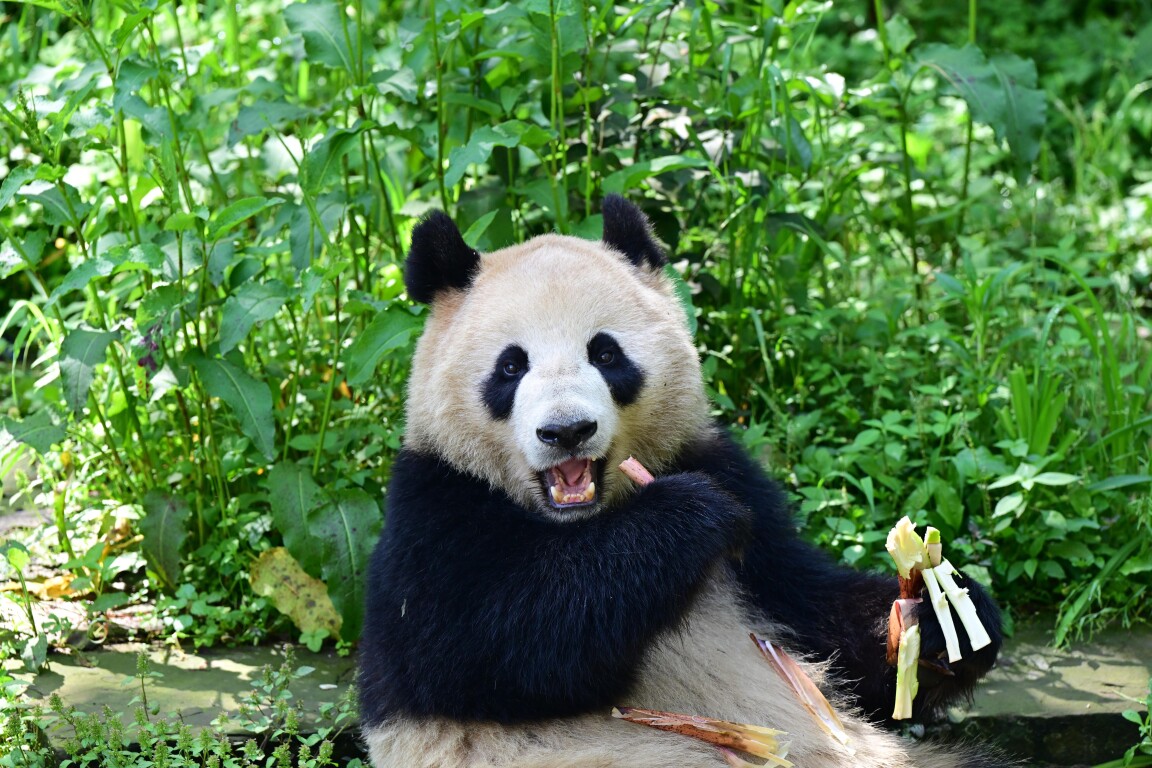 大熊猫“鑫宝”