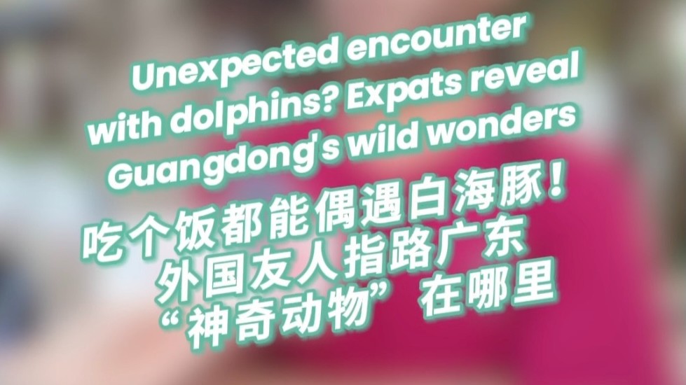 Unexpected encounter with dolphins? Expats reveal Guangdong's wild wonders