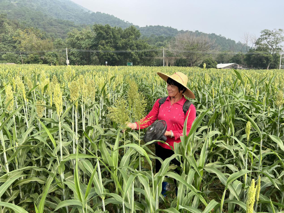 基层“良”策 | 引进这一项目，车岗镇洞表村50亩撂荒田变“黄金地”……