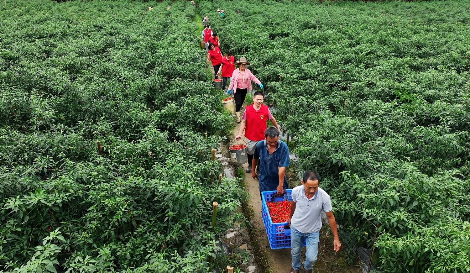 水台镇布茅村辣椒种植基地