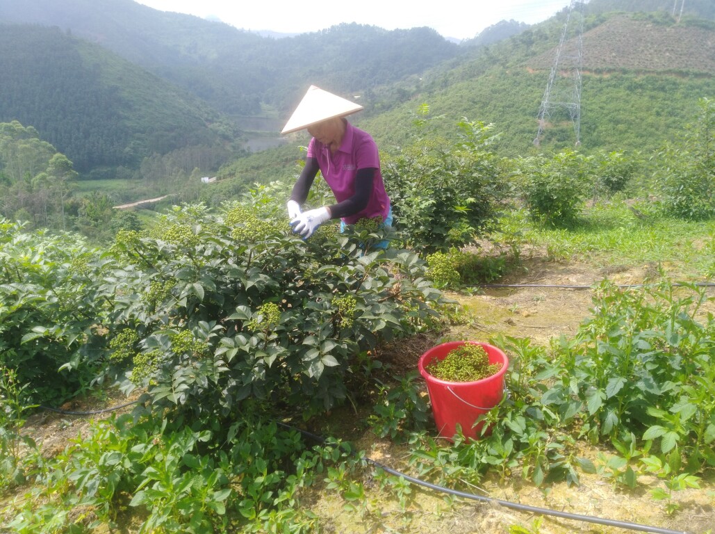 基层“良”策 | 产业“处处开花” 农民“钱”景看好