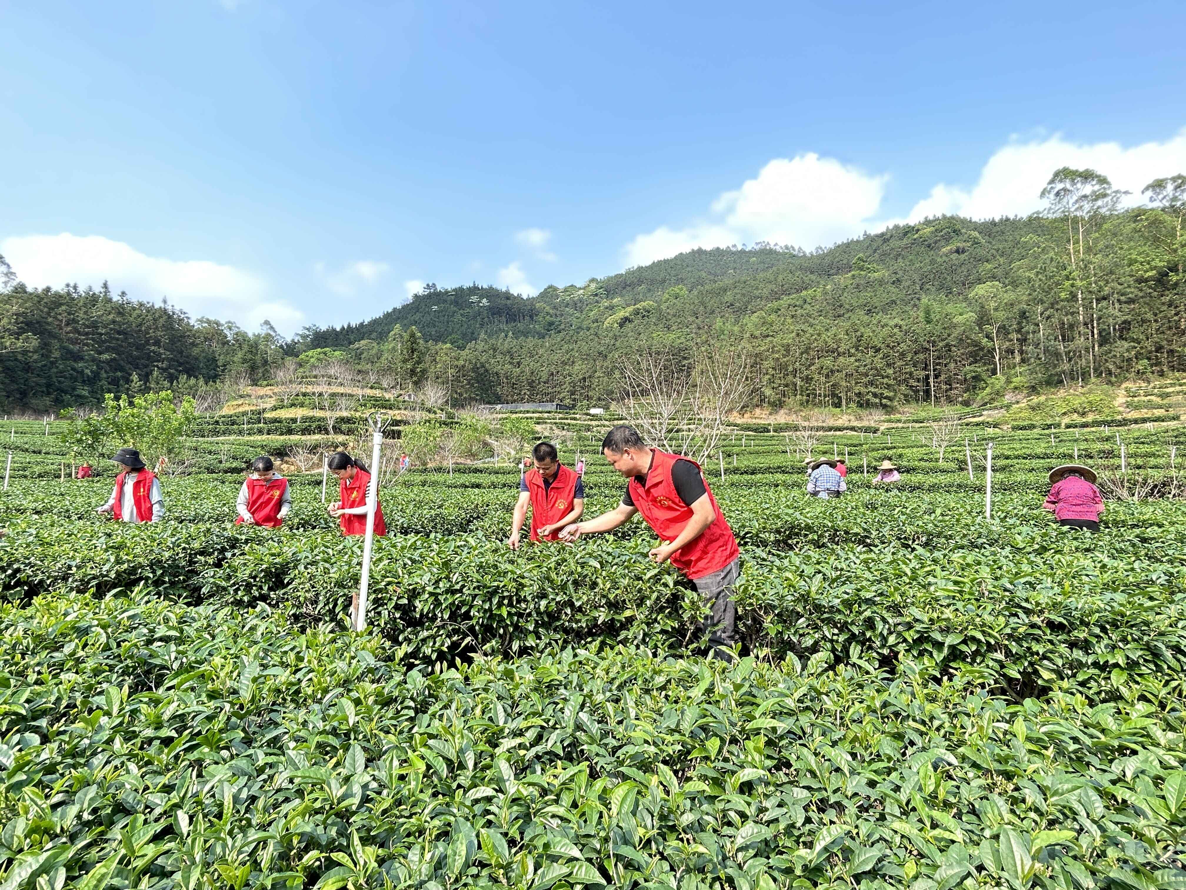 基层“良”策丨新兴县里洞镇：突出“三大抓手” 推动“百千万工程”出新出彩