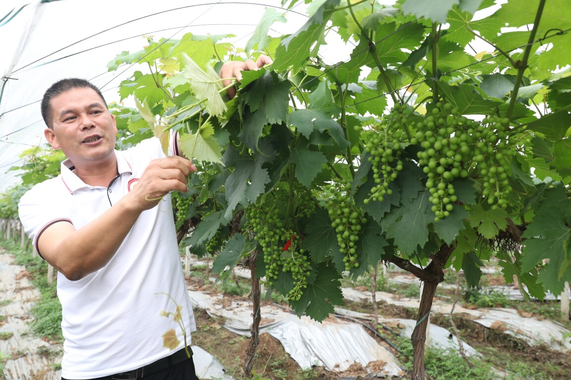 基层“良”策丨罗定市凤塘村：葡萄串起“甜蜜链” 产业延伸大湾区
