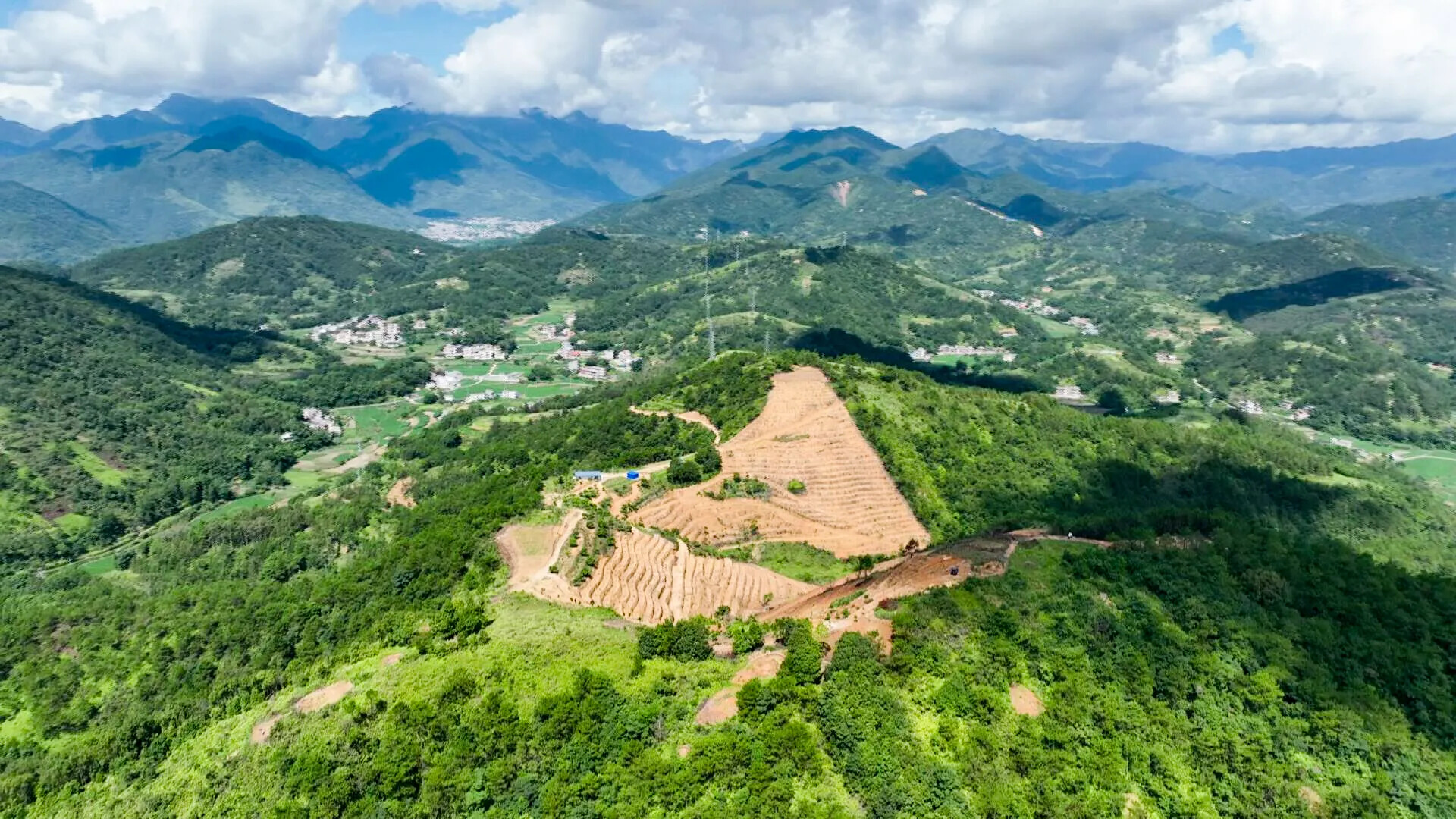 基层“良”策丨罗定市分界镇：小橄榄“雕”出乡村振兴大产业