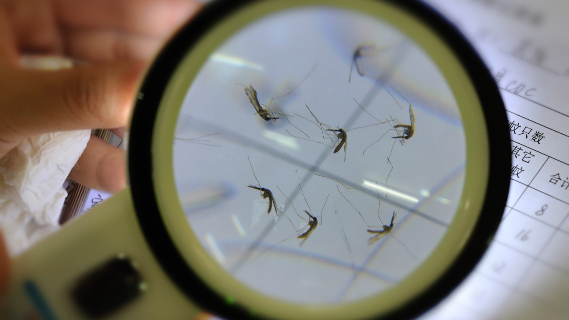 Imported malaria case detected in Huizhou