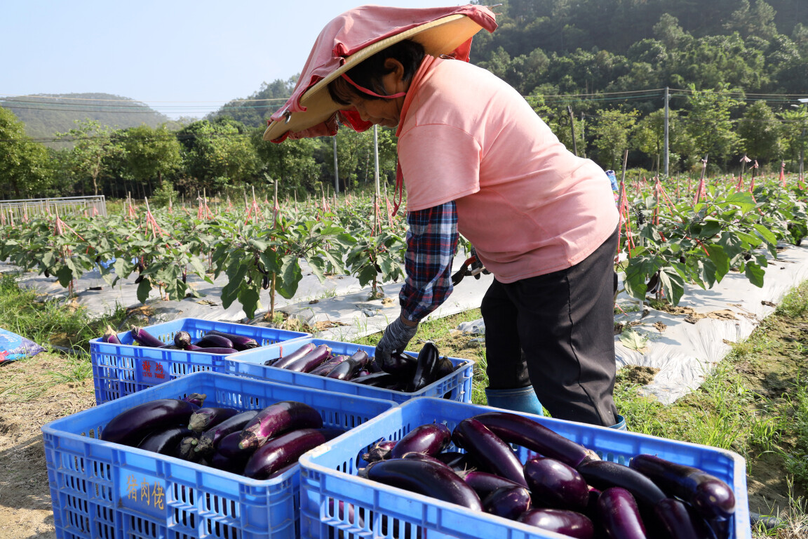 基层“良”策丨云浮新兴东成：沃田“菜篮子”基地产销两旺