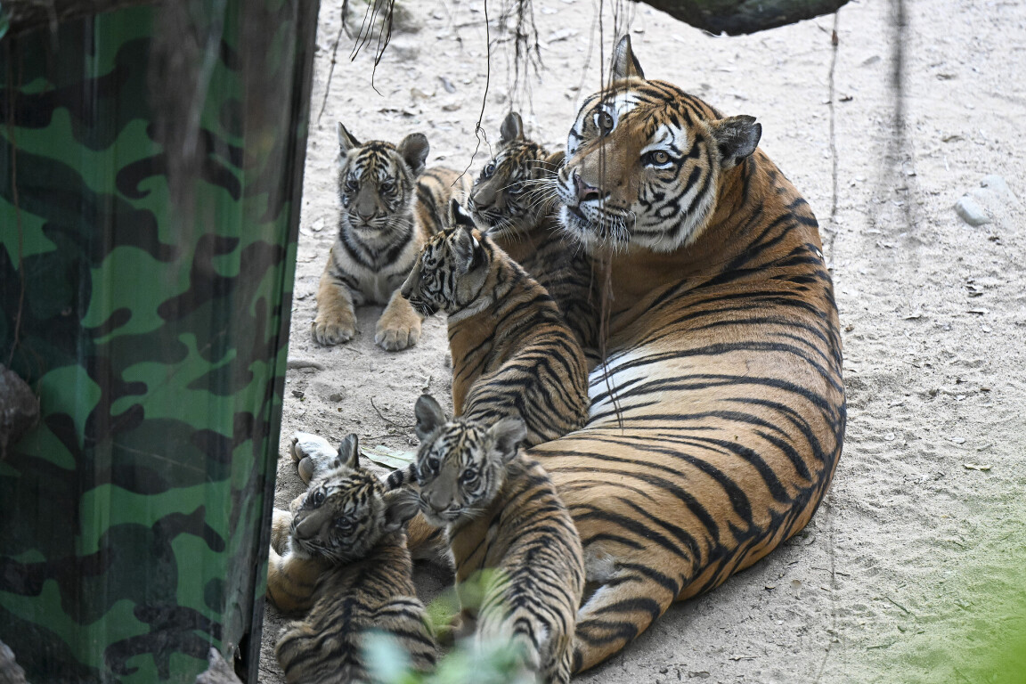 Bengal tiger quintuplets make debut in Guangzhou | GDToday