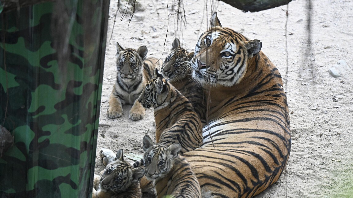 Bengal tiger quintuplets make debut in Guangzhou