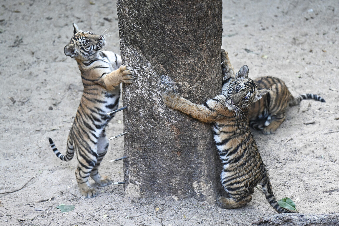 Bengal tiger quintuplets make debut in Guangzhou | GDToday