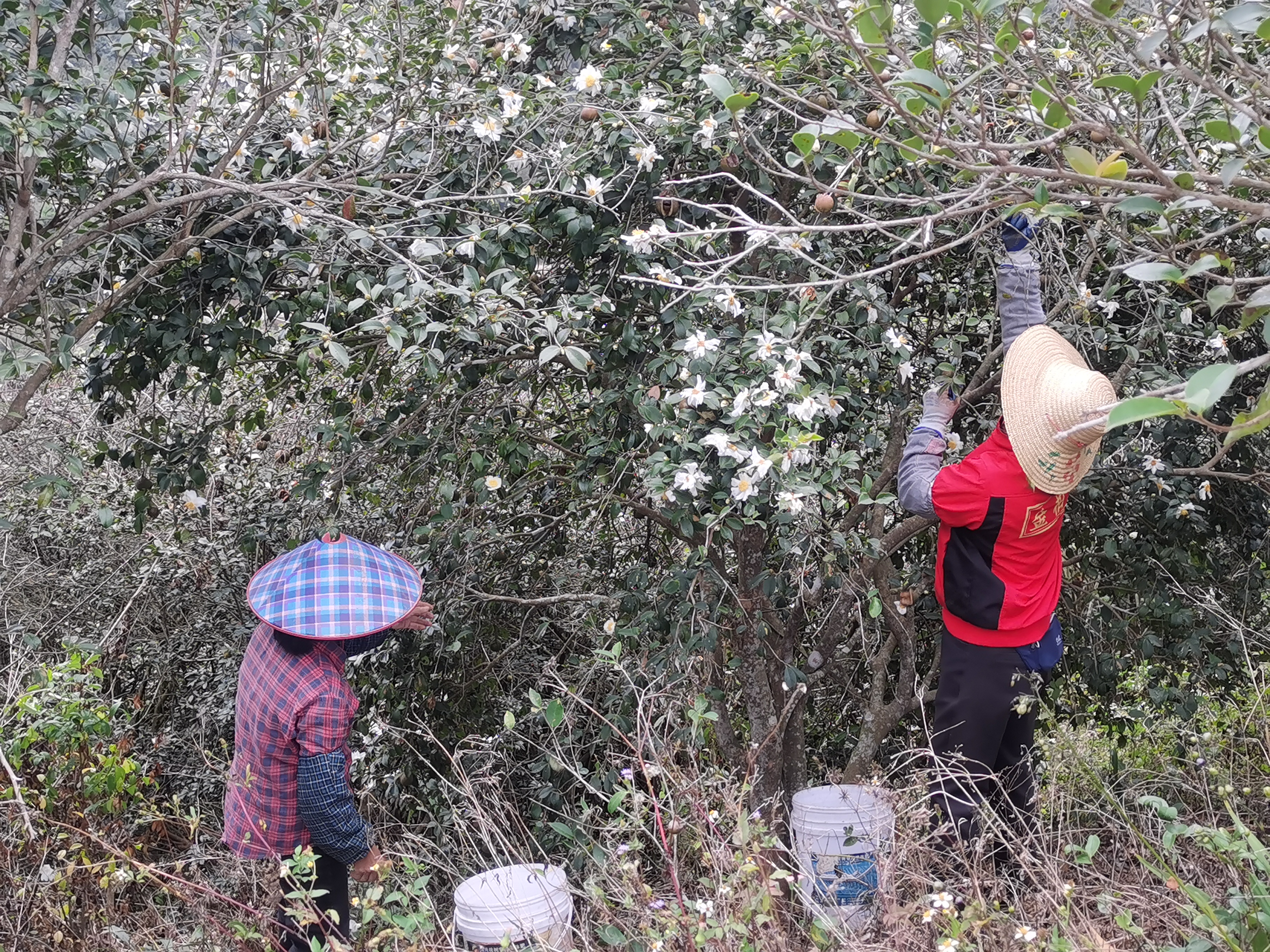 镇能量丨硕果满枝！云安区高村镇清水村千亩油茶采收忙