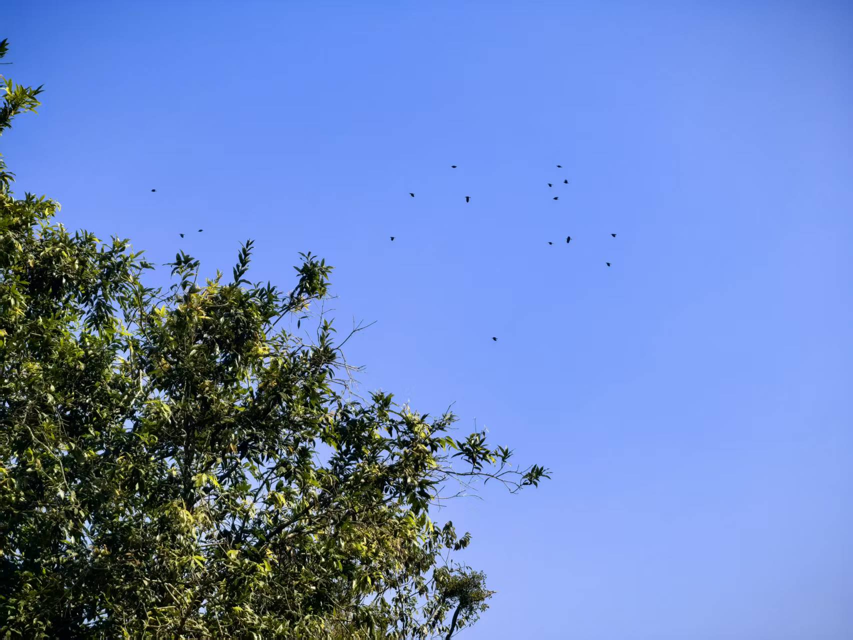 云安区都杨镇：守护蓝天精灵 共绘生态家园