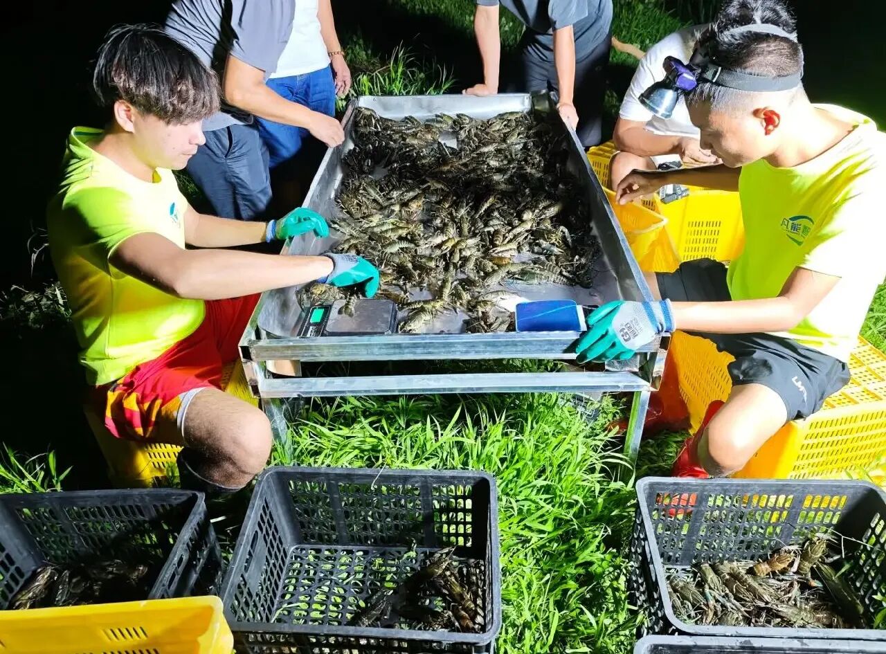镇能量丨罗定市太平镇双角村发展特色养殖 淡水龙虾养殖年收入270万元