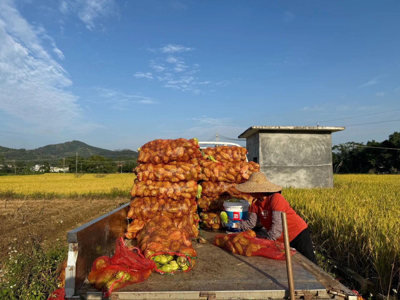 镇能量丨云安区镇安镇河西村启动龙须菜种植项目