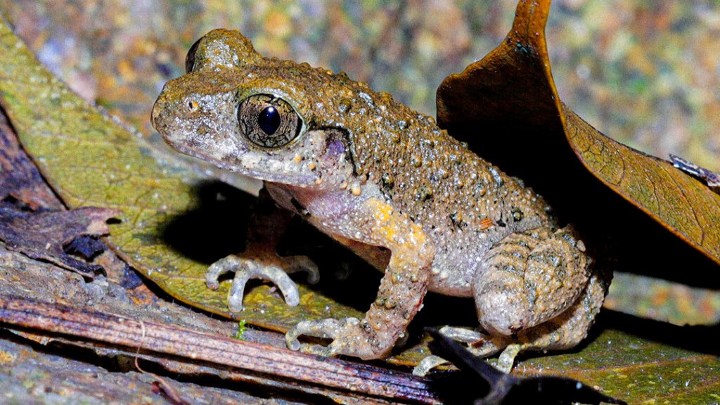 A new species in the "frog world" discovered in Genghe, Gaoming, Foshan