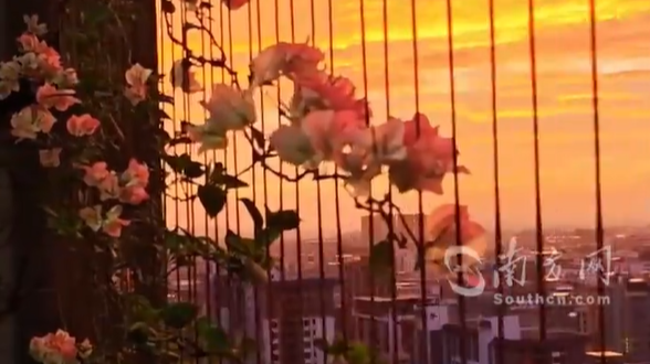 广东一男子花六年养出“绝美窗景”，阳光照进来，美成一幅画！