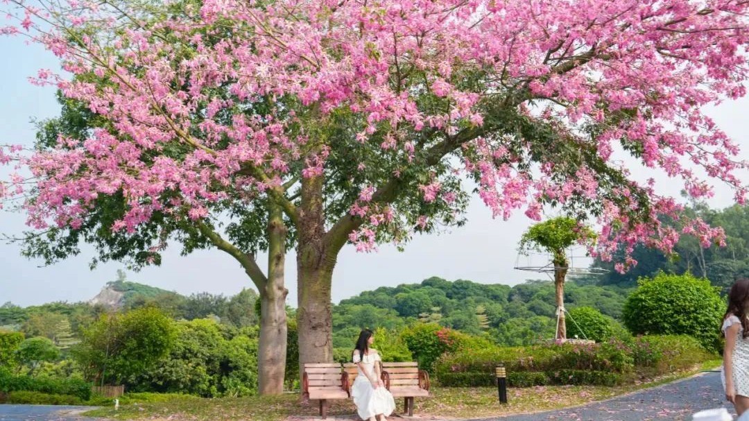 A pink-hued journey through Dongguan's autumn blossoms