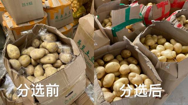 土豆分选前后对比